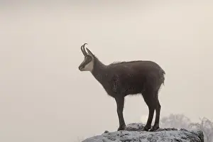 An adult male chamois (Rupicapra rupicapra) stands on a rock in dense fog at sunrise