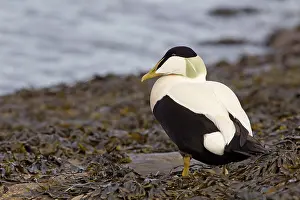 Adult male Common Eider (Somateria mollissima)