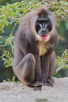 An adult male drill (Mandrillus leucophaeus) sits on a rock on the forest floor