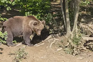 One adult male eurasian brown bear (Ursus arctos arctos) walking thru a forest on hilly ground