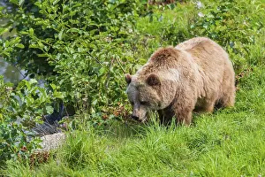 One adult male eurasian brown bear (Ursus arctos arctos) walking over a green meadow on hilly ground