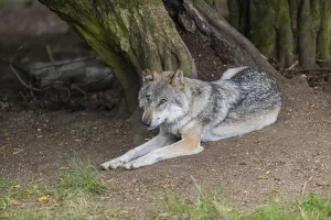 One adult male eurasian gray wolf (Canis lupus lupus) resting in front of an old split tree at a forest edge