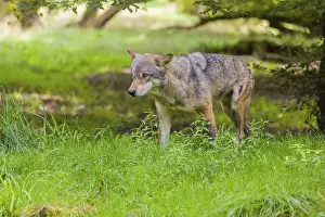 An adult male Eurasian gray wolf (Canis lupus lupus) runs through a forest