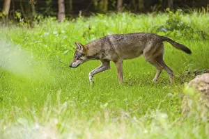 An adult male Eurasian gray wolf (Canis lupus lupus) runs through a forest