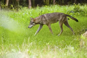 An adult male Eurasian gray wolf (Canis lupus lupus) runs through a forest