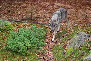 An adult male Eurasian gray wolf (Canis lupus lupus) runs out of a forest