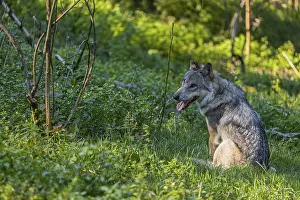 One adult male eurasian gray wolf (Canis lupus lupus) sitting in the green undergrowth at a forest edge