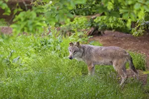 An adult male eurasian gray wolf (Canis lupus lupus) stands in a forest