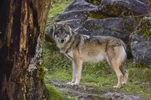 An adult male eurasian gray wolf (Canis lupus lupus) stands on a green meadow on hilly terrain