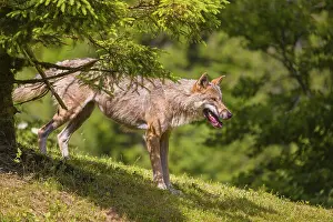 An adult male eurasian gray wolf (Canis lupus lupus) stands on a green meadow on hilly terrain
