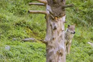 An adult male eurasian gray wolf (Canis lupus lupus) stands on hilly ground on a green meadow