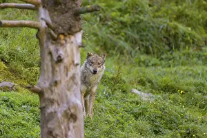 An adult male eurasian gray wolf (Canis lupus lupus) stands on hilly ground on a green meadow