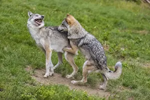 Two adult male eurasian gray wolves (Canis lupus lupus)