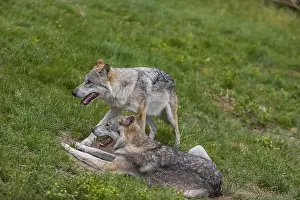 Two adult male eurasian gray wolves (Canis lupus lupus)