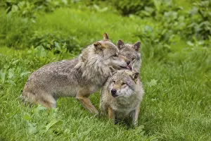 Three adult male eurasian gray wolves (Canis lupus lupus)