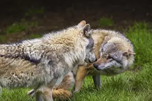Two adult male eurasian gray wolves (Canis lupus lupus)