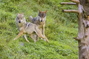 Two adult male eurasian gray wolves (Canis lupus lupus) stand on a green meadow on hilly ground
