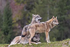 An adult male and a female eurasian grey wolf (Canis lupus lupus) stand on green meadow on top of a hill