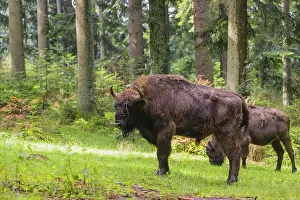 An adult male and female European bison (Bison bonasus) stand in a clearing in a dense forest