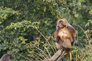 An adult male and a female Gelada (Theropithecus gelada)