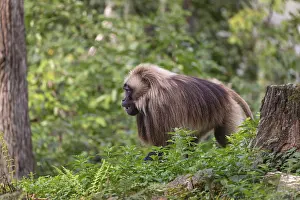 One adult male Gelada (Theropithecus gelada)