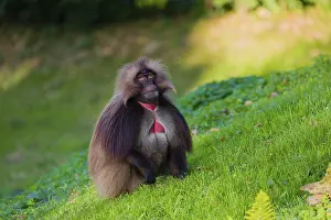 An adult male gelada (Theropithecus gelada)