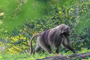 An adult male gelada (Theropithecus gelada)