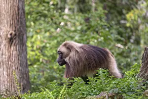 One adult male Gelada (Theropithecus gelada)