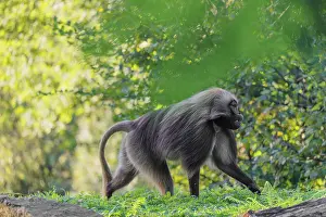 An adult male gelada (Theropithecus gelada)