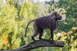 One adult male Gelada (Theropithecus gelada)
