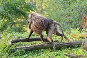 An adult male gelada (Theropithecus gelada)