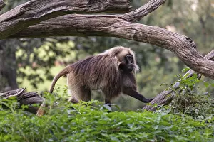 One adult male Gelada (Theropithecus gelada)