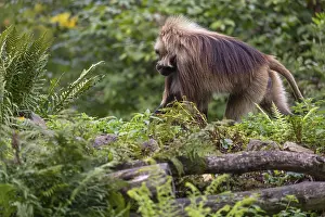 One adult male Gelada (Theropithecus gelada)