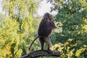 One adult male Gelada (Theropithecus gelada)
