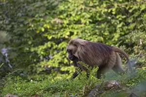 One adult male Gelada (Theropithecus gelada)