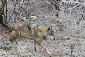 An adult male grey wolf (Canis lupus lupus) runs across the sloping