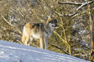 An adult male grey wolf (Canis lupus lupus) stands on a sloping