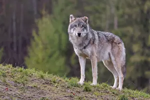 An adult male grey wolf (Canis lupus lupus) stands on a sloping meadow on a hill and observes the surroundings
