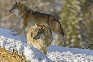 An adult male grey wolf (Canis lupus lupus) stands on a snow-covered hill behind a fallen tree on a cold