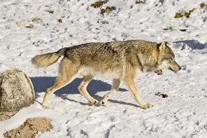 An adult male grey wolf (Canis lupus lupus) walks across the snow-covered meadow at the edge of the forest on a cold