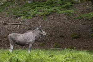 One adult male moose or elk, Alces alces