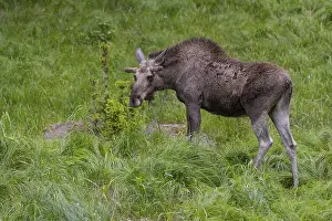 One adult male moose or elk, Alces alces