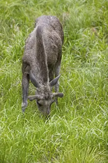 One adult male moose or elk, Alces alces