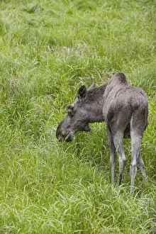 One adult male moose or elk, Alces alces