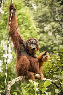 The adult male of the Orangutan living in the Malaysian part of Borneo