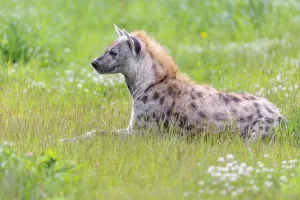 An adult male spotted hyena (Crocuta crocuta) lying in a green meadow