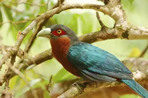 Adult maroon malkoha (Phaenicophaeus curvirostris) sitting on a branch in primary rainforest