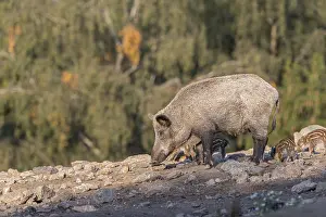 One adult and some piglet wild boar or wild pig (Sus scrofa)
