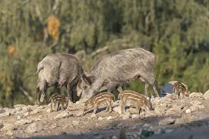 Two adult and some piglet wild boar or wild pig (Sus scrofa)