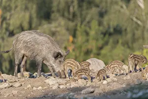 One adult and some piglet wild boar or wild pig (Sus scrofa)